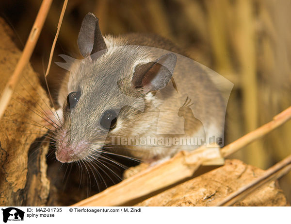Stachelmaus / spiny mouse / MAZ-01735