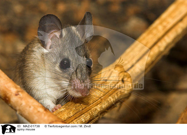 Stachelmaus / spiny mouse / MAZ-01738
