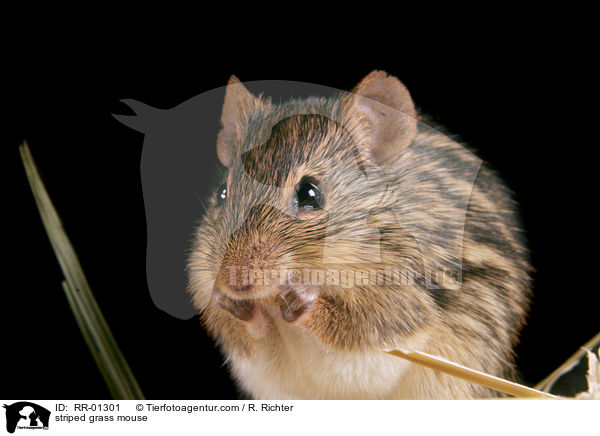 Streifengrasmaus / striped grass mouse / RR-01301