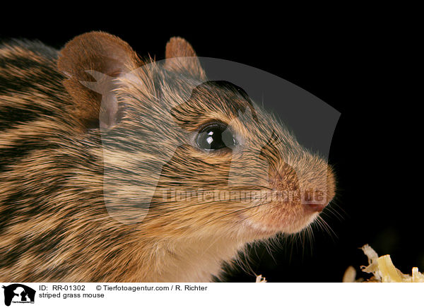 Streifengrasmaus / striped grass mouse / RR-01302