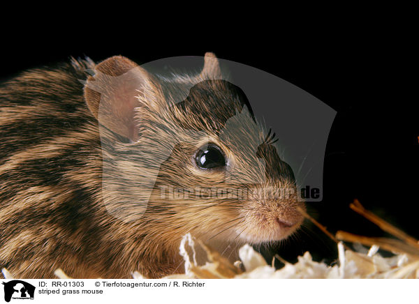 striped grass mouse / RR-01303