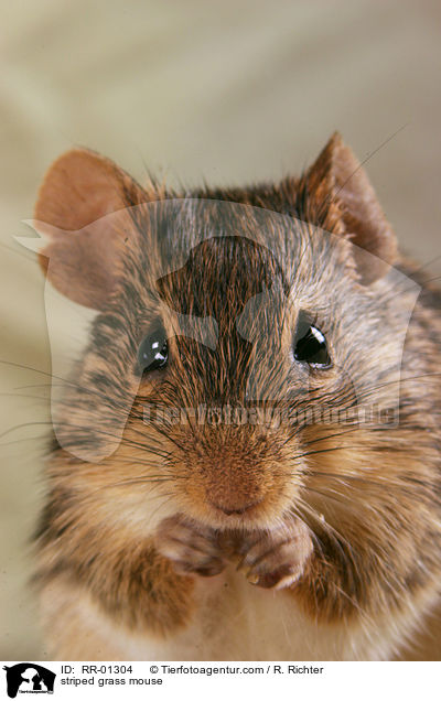 striped grass mouse / RR-01304