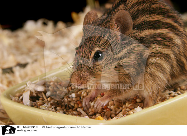 Streifenmaus beim Fressen / eating mouse / RR-01310