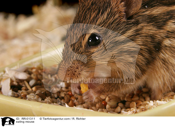 eating mouse / RR-01311