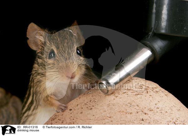 Maus an der Trnke / drinking mouse / RR-01316