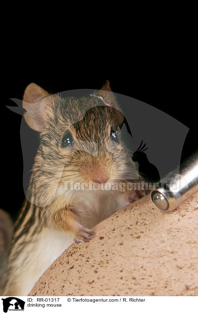 Maus an der Trnke / drinking mouse / RR-01317