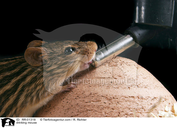 drinking mouse / RR-01318