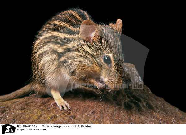 Streifengrasmaus / striped grass mouse / RR-01319