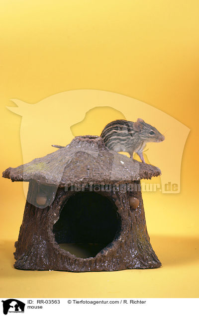 Afrikanische Streifengrasmaus / mouse / RR-03563