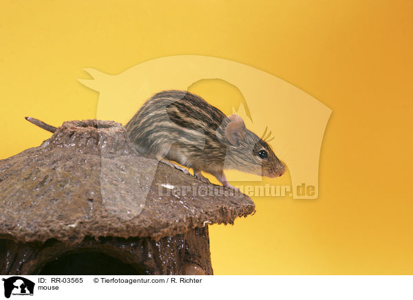 Afrikanische Streifengrasmaus / mouse / RR-03565