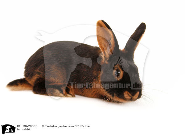 tan rabbit / RR-28585