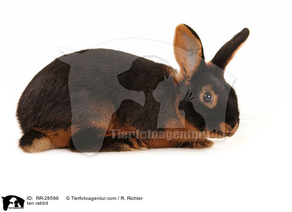 tan rabbit / RR-28586