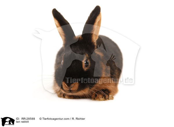 tan rabbit / RR-28588