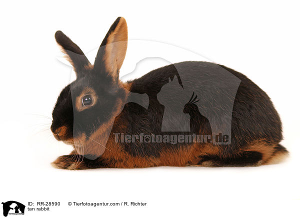 tan rabbit / RR-28590