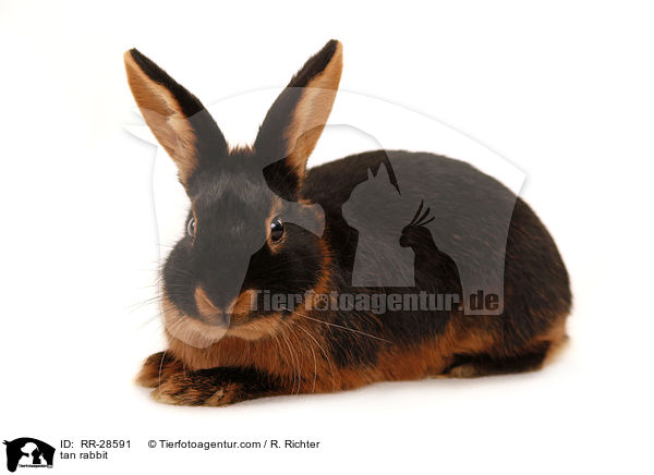 tan rabbit / RR-28591