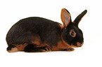 tan rabbit