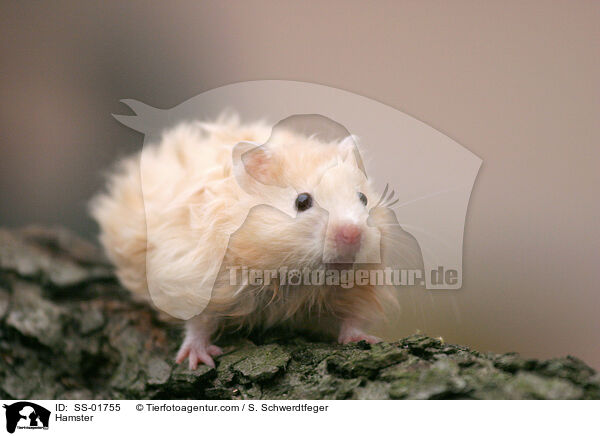 Hamster / Hamster / SS-01755