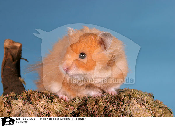 Teddyhamster / hamster / RR-04333