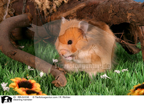 cleaning hamster / RR-04336