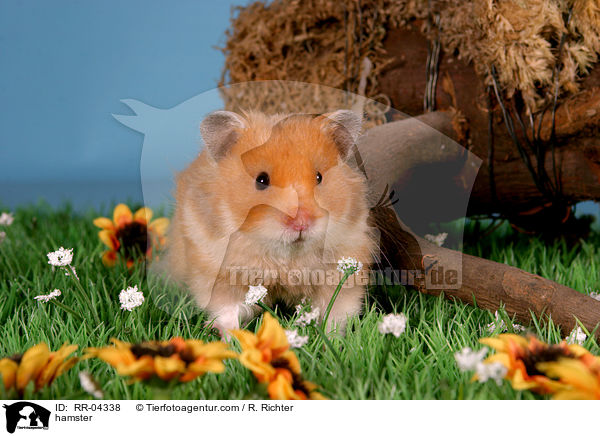Teddyhamster / hamster / RR-04338