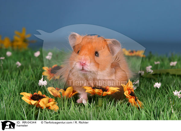 Teddyhamster / hamster / RR-04344