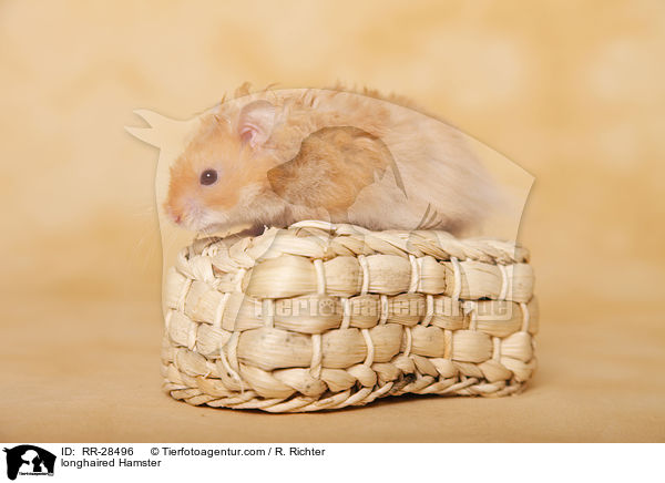 longhaired Hamster / RR-28496
