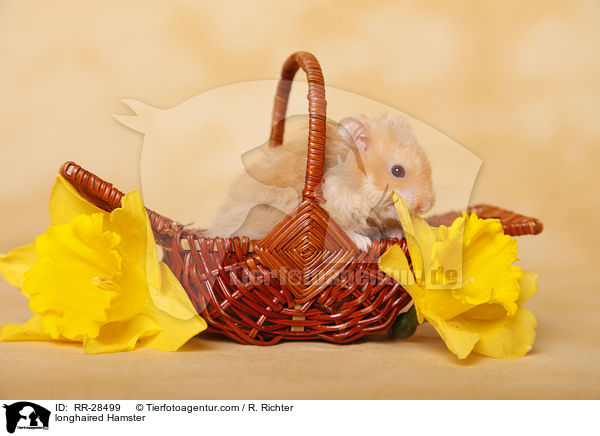 Teddyhamster / longhaired Hamster / RR-28499