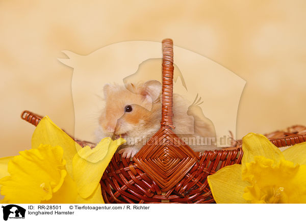 longhaired Hamster / RR-28501