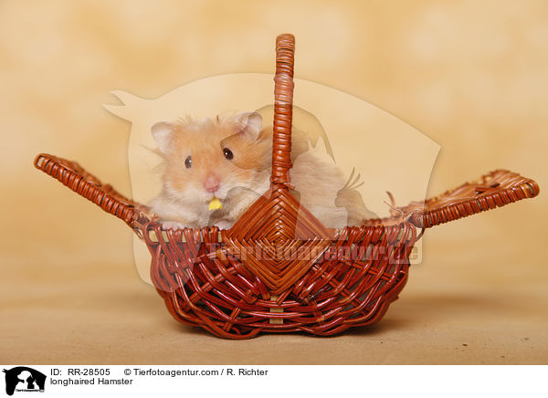 Teddyhamster / longhaired Hamster / RR-28505