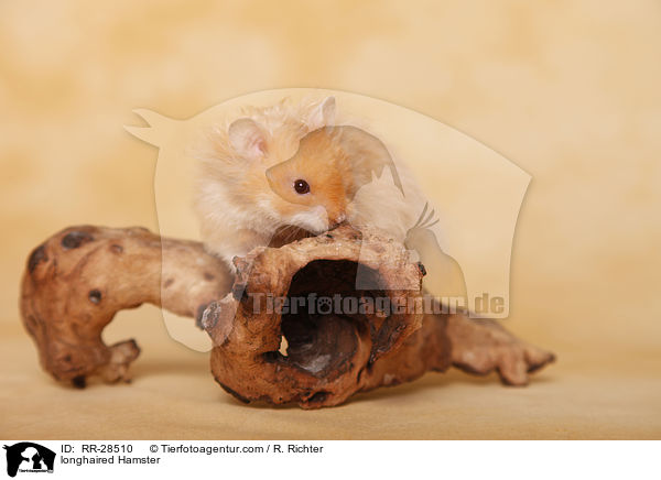 Teddyhamster / longhaired Hamster / RR-28510
