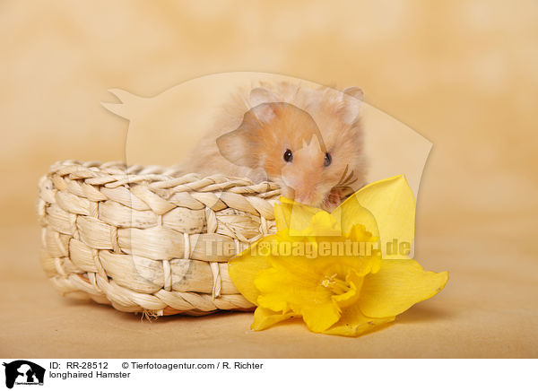 Teddyhamster / longhaired Hamster / RR-28512