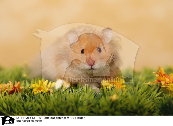 Teddyhamster / longhaired Hamster / RR-28513