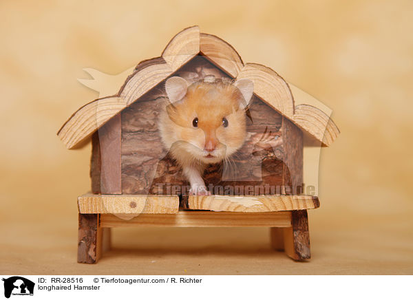 Teddyhamster / longhaired Hamster / RR-28516