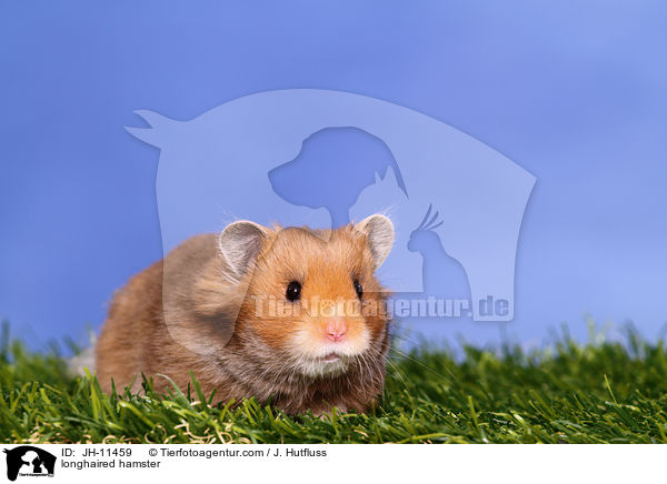 longhaired hamster / JH-11459