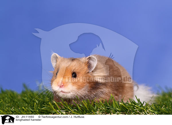 Teddyhamster / longhaired hamster / JH-11460