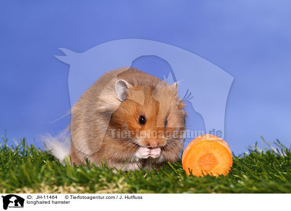 longhaired hamster / JH-11464