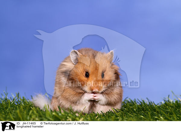 Teddyhamster / longhaired hamster / JH-11465