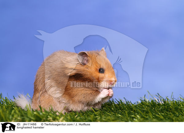Teddyhamster / longhaired hamster / JH-11466