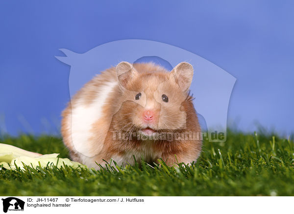 Teddyhamster / longhaired hamster / JH-11467