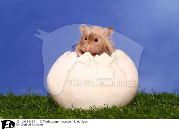 Teddyhamster / longhaired hamster / JH-11469