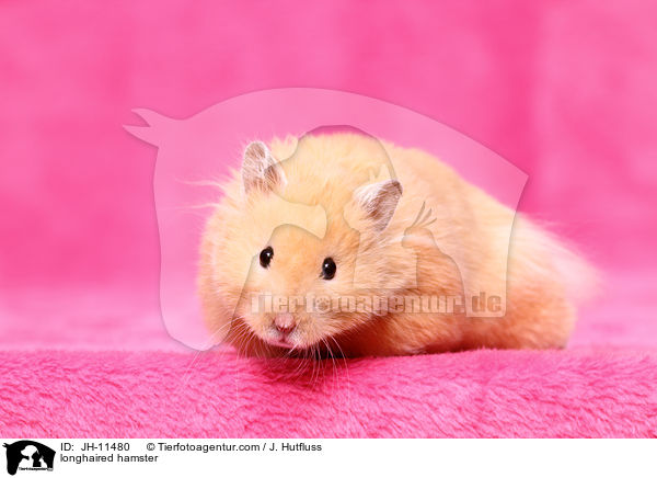 Teddyhamster / longhaired hamster / JH-11480