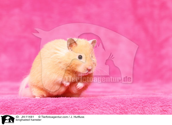 Teddyhamster / longhaired hamster / JH-11481