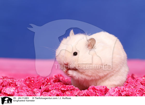 longhaired hamster / JH-11483