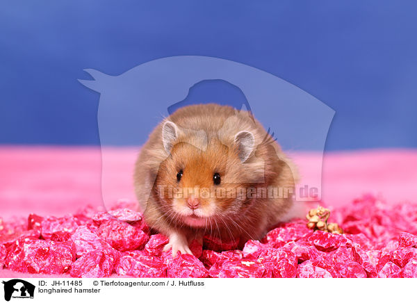 longhaired hamster / JH-11485