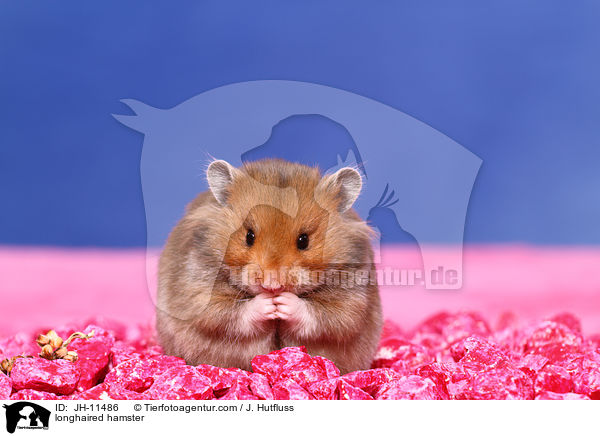 longhaired hamster / JH-11486