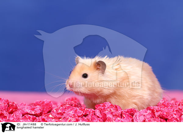 Teddyhamster / longhaired hamster / JH-11488
