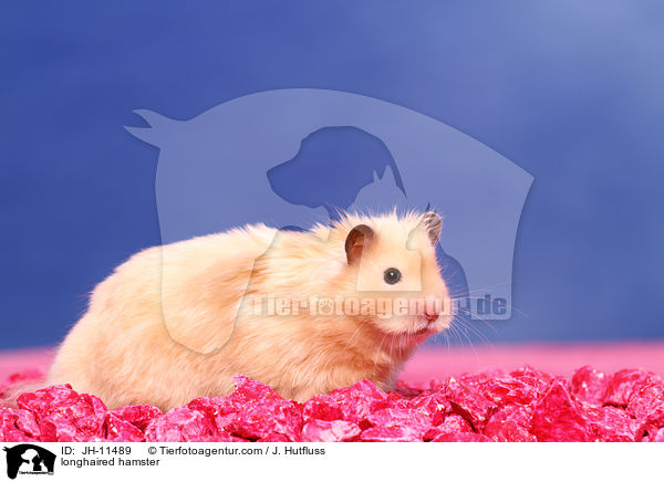 longhaired hamster / JH-11489