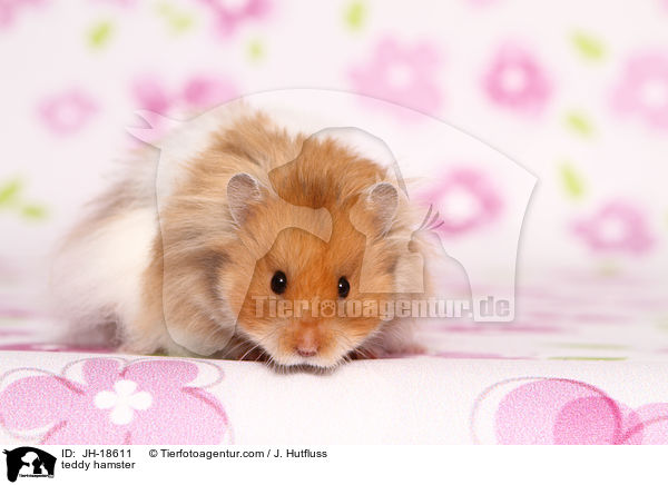 teddy hamster / JH-18611