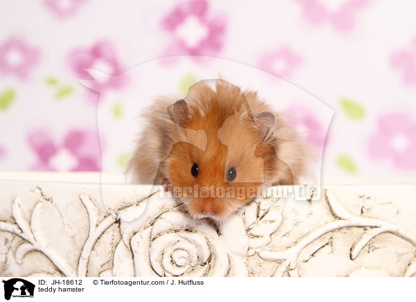 teddy hamster / JH-18612