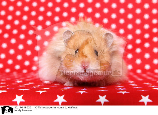 teddy hamster / JH-18629